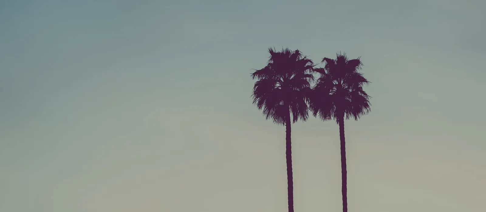 Two palm trees against a pale evening sky